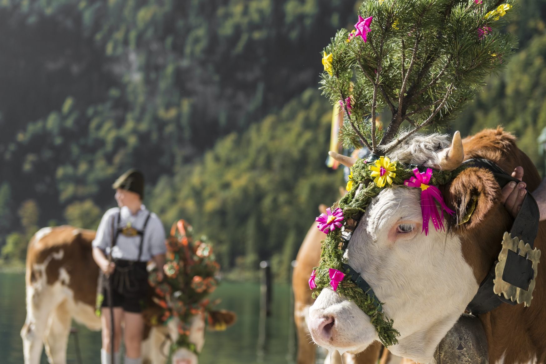 Alabtrieb, Salet alm, Königssee, Berechtesgaden, 3.10.2015